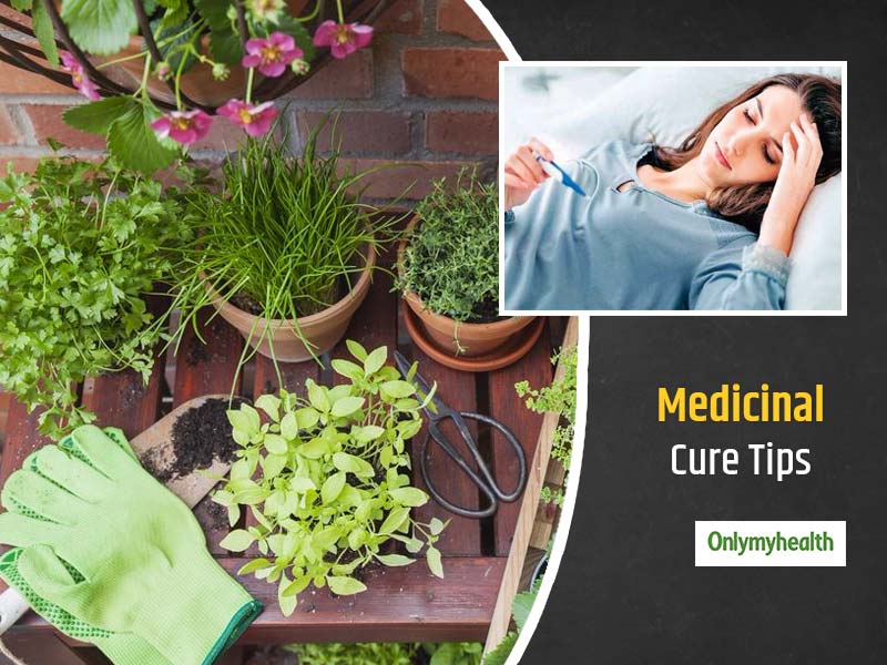 These 3 Plants At Home Can Help Keep Monsoon-Related Diseases Like Typhoid At Bay