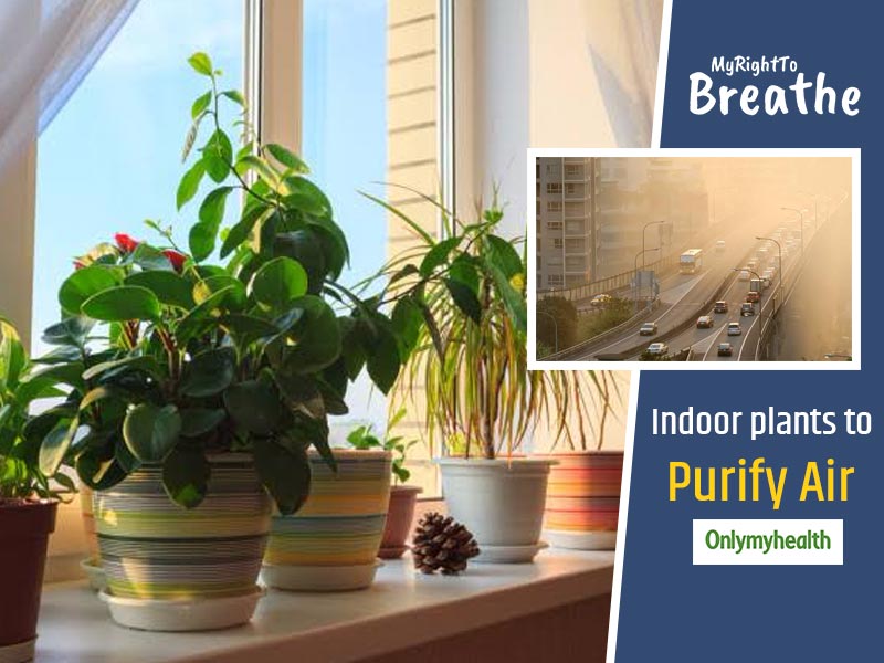 Keep These 7 Indoor Plants Right Now To Purify The Air In The Increasing Pollution By Dr Pratap Chauhan