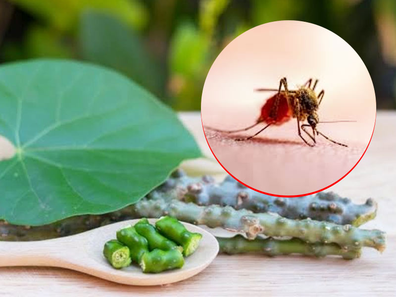 World Malaria Day 2023: Ayurvedic Remedies For Boosting Immunity And Quick Recovery From This Disease