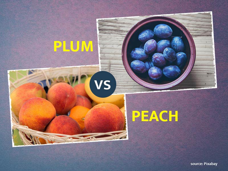 Peach Vs Plum: Which One Is Healthier? 