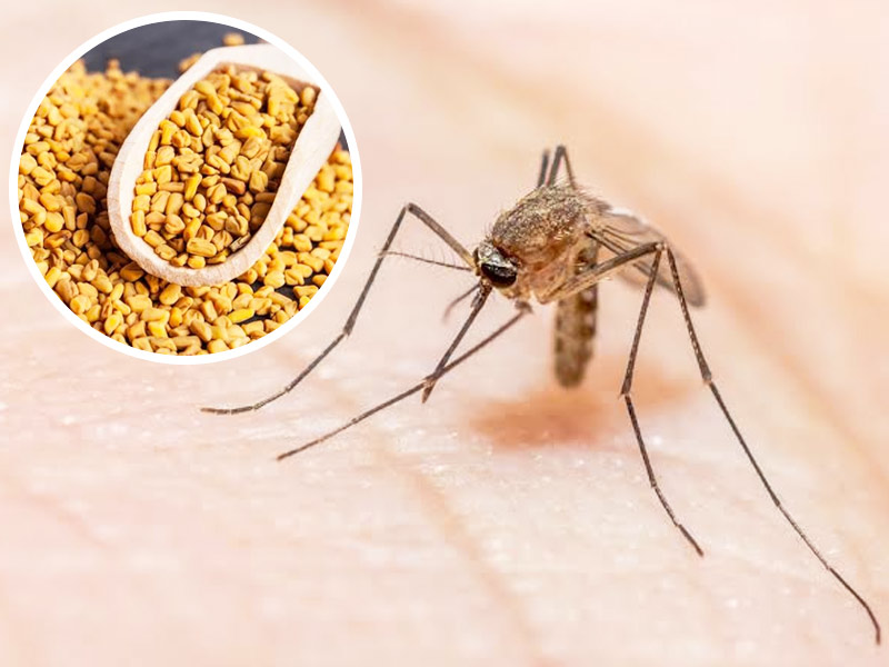 Here Are 6 Effective Home Remedies And Prevention Tips For Malaria