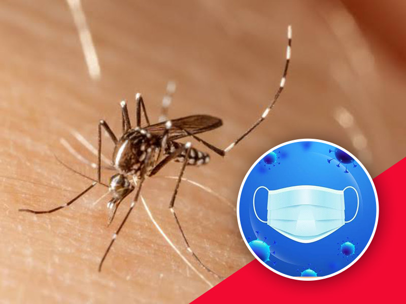  Daily Dengue Cases Surpass Covid-19 Tally In Delhi