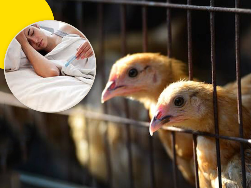 How Does Bird Flu Affect Humans? Know Everything About H5N1 Avian Influenza