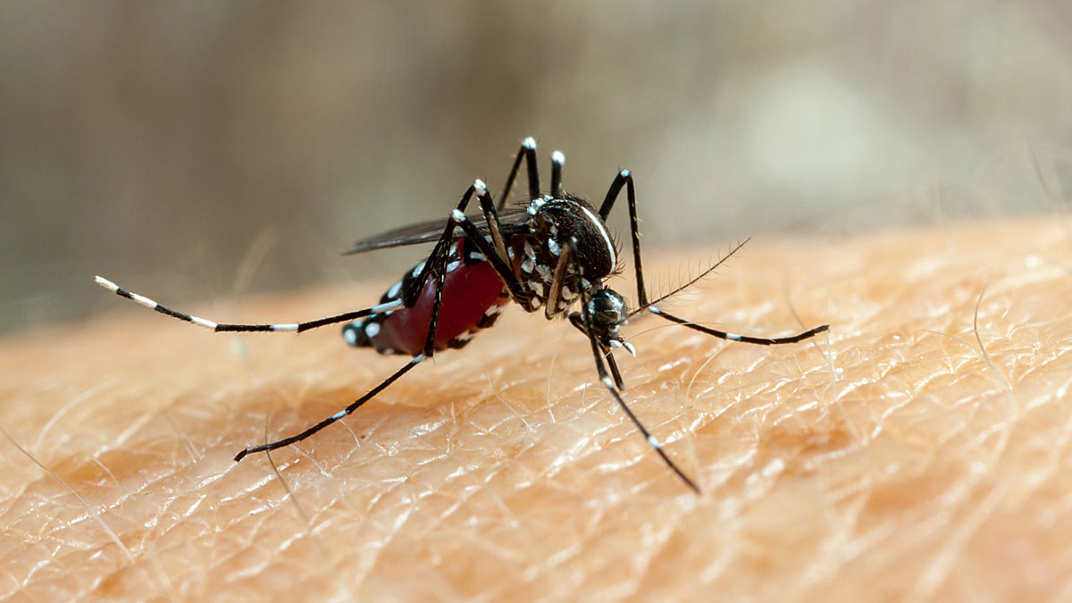 Research: Scientists Modify Mosquitoes That Can’t Spread Malaria
