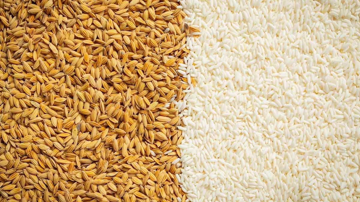 Benefits of Basmati Rice - A Healthy Super grain - Taj Foods