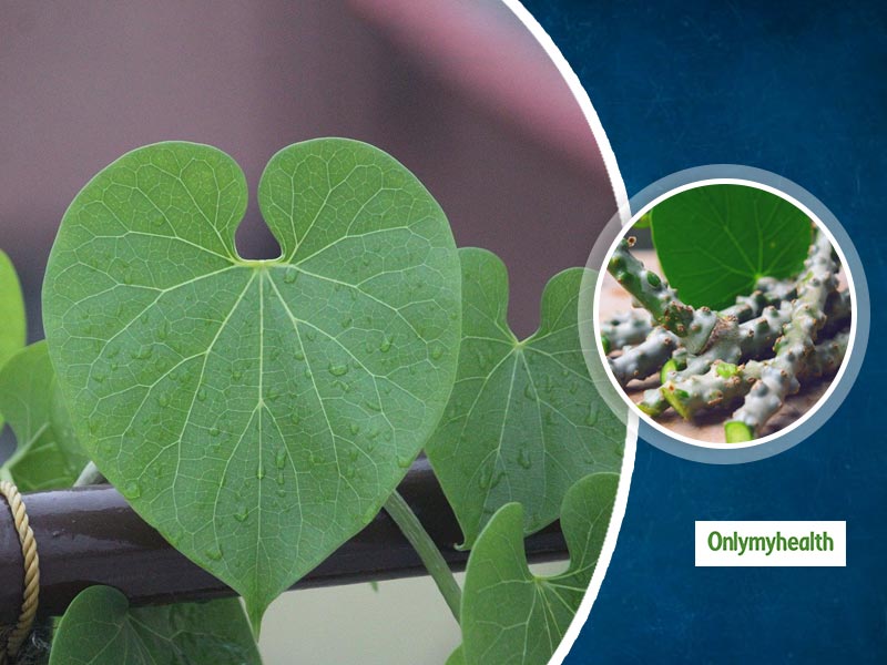 Here Are 7 Lesser Known Health Benefits of Giloy Beyond it's Immunity Boosting Properties 