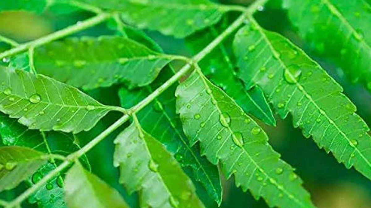 Expert Shares Top 5 Health Benefits of Neem Leaves for a Refreshing Summer