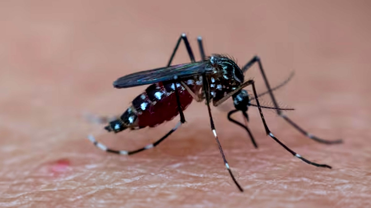 Defending Against Malaria: Doctor Decodes Symptoms and Prevention Tips