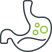 Stomach