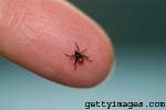 Lyme Disease more Common than Known