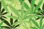 Marijuana can help prevent Brain Damage