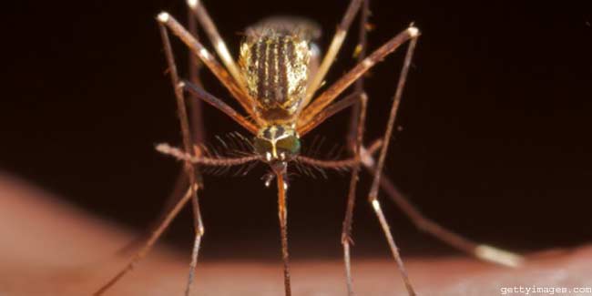 Investigational Vaccine for Malaria found Safe