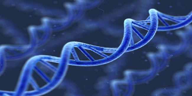 How is Spasmodic Dysphonia inherited?