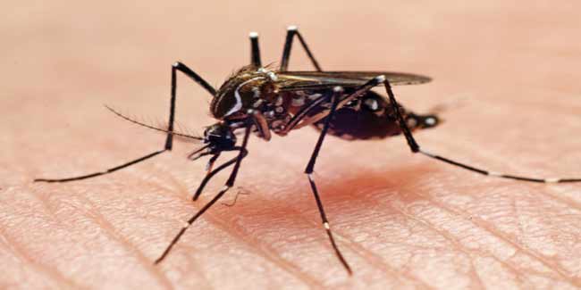 डेंगू बुखार में प्लेटलेट की घटती संख्या के कारण और लक्षण 