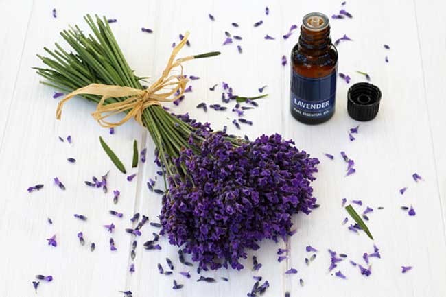 lavender-essential-oil-in-hindi-medicinal-benefits