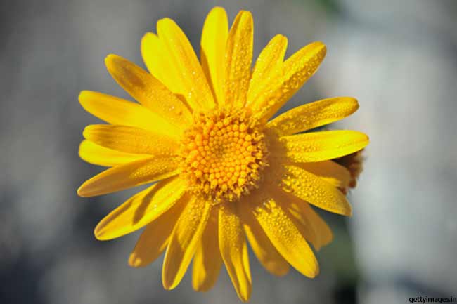 10 Health Benefits Of Arnica 