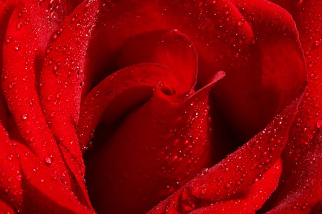 Rose Water Benefits For Skin Diseases And Skin Glow In Hindi