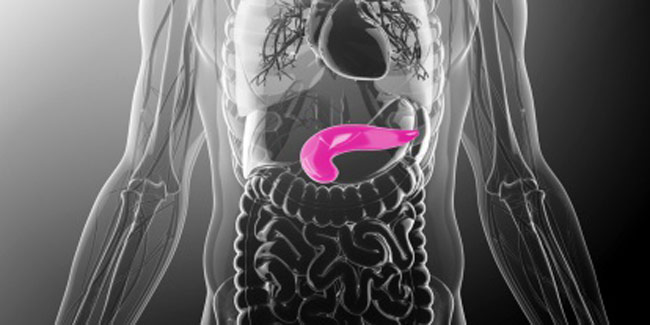 All About Pancreas: Where They are Located and What They Do