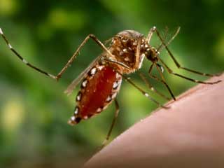 Ways you can Prevent the Deadly Dengue