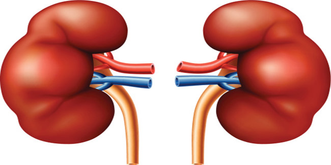 How to prepare for Kidney Biopsy?