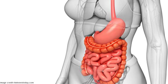 Image result for आंतों और पेट