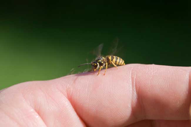 bee sting remedy pain