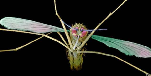 mosquito in hindi 