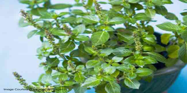 तनाव को प्राकृतिक रूप से कम करता है तुलसी का सेवन 