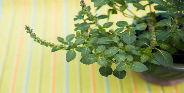 तुलसी tulsi in hindi