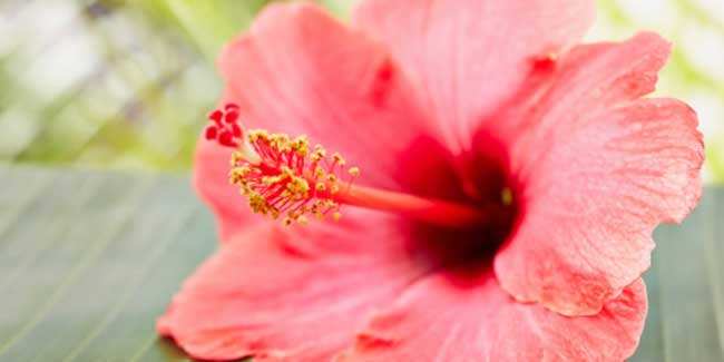 Benefits of hibiscus for hair and skin