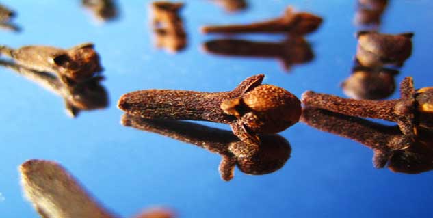 clove in hindi 