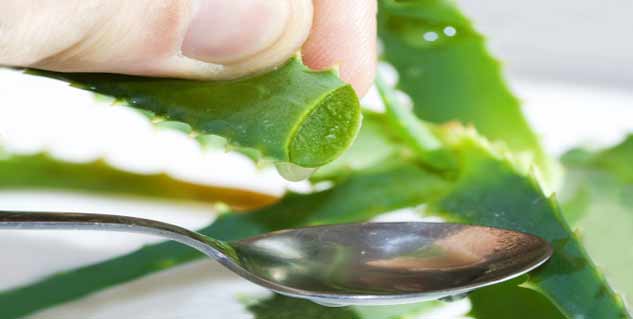 aloe vera in hindi