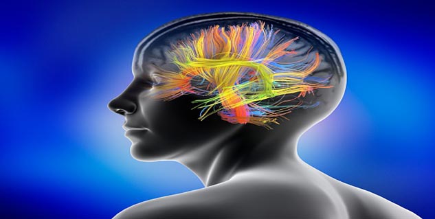 Brain in Hindi