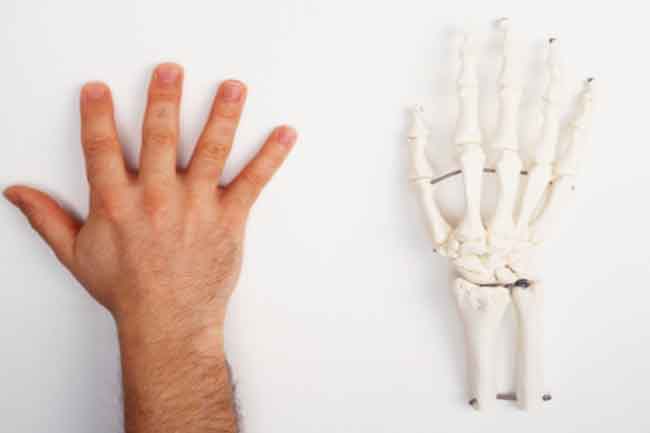 Surprising Facts About Skeletal System In Hindi स क ल टल स स टम क ब र म ज न य 7 द लचस प तथ य