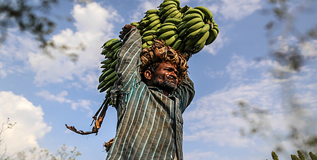 Benefits Of Banana Stems in Hindi