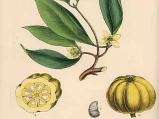 US premium garcinia cambogia to stay healthy