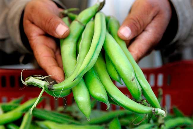 top-health-benefits-of-fava-beans-in-hindi