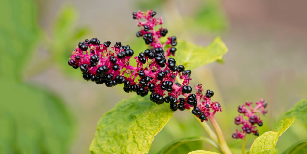 pokeweed in hindi 
