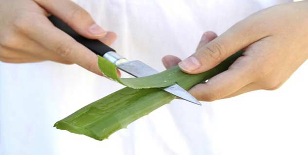 aloe-vera