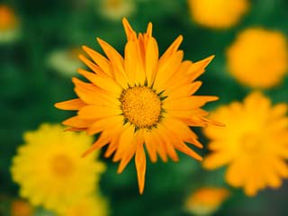 Amazing health and beauty benefits of calendula