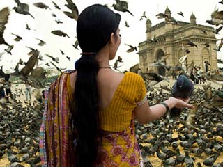 बीमारियों को दावत देना है कबूतरों को दाना खिलाना 