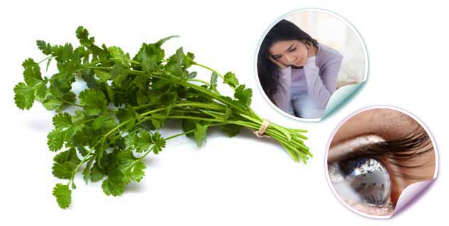 coriander leaf in hindi 