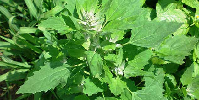 goosefoot