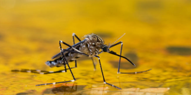 War against Malaria still vulnerable