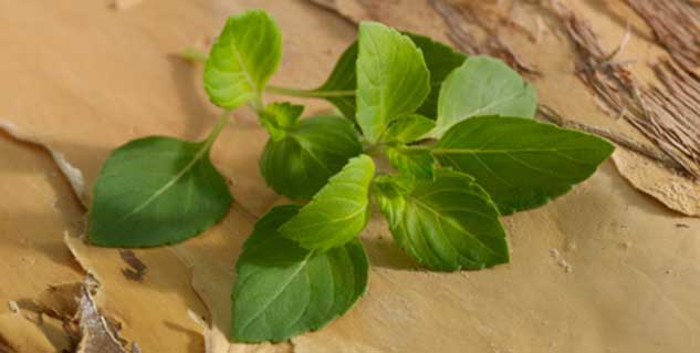 basil
