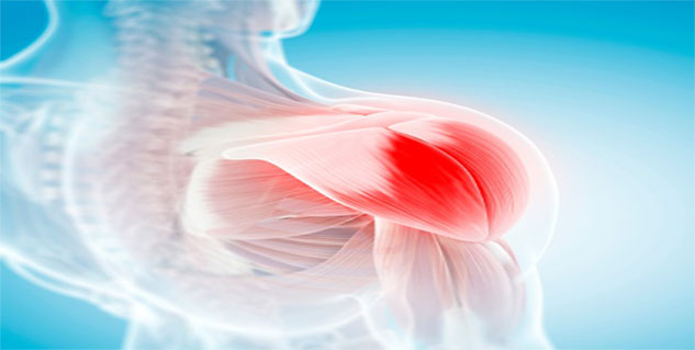 muscles in hindi 