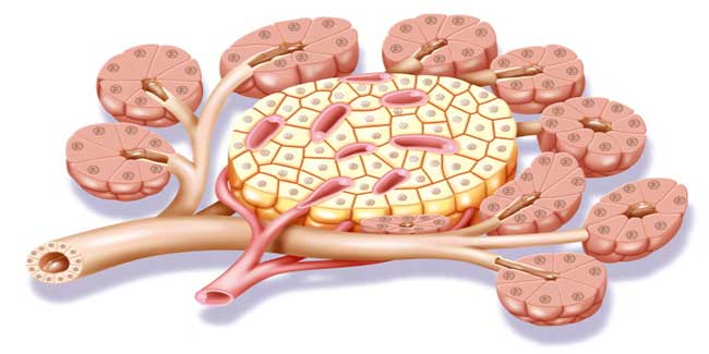 Stem cells producing insulin new hope for diabetes patients