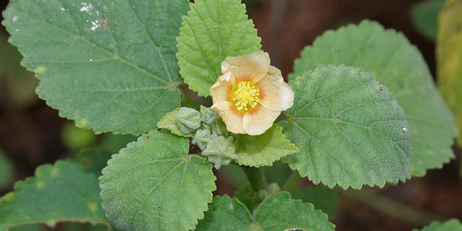 Baal Chaldi Plant