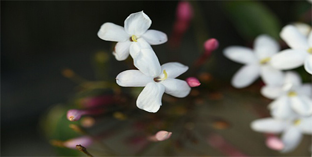 jasmine flower in hindi 
