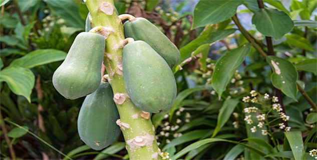 Raw Papaya in Hindi 